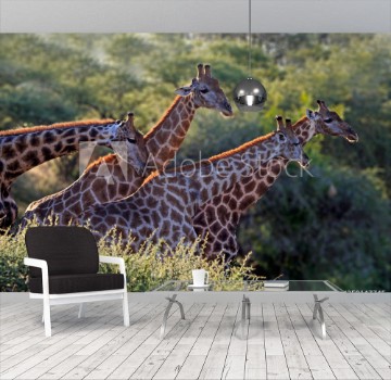 Picture of Journey of giraffe